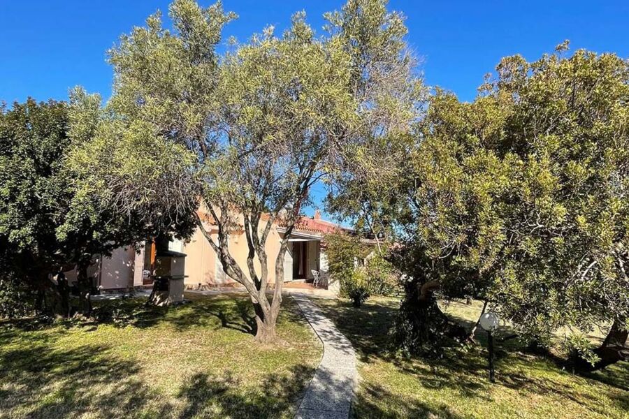 House by the pine forest - No. 194