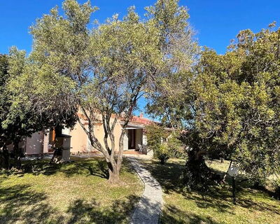 House by the pine forest - No. 194