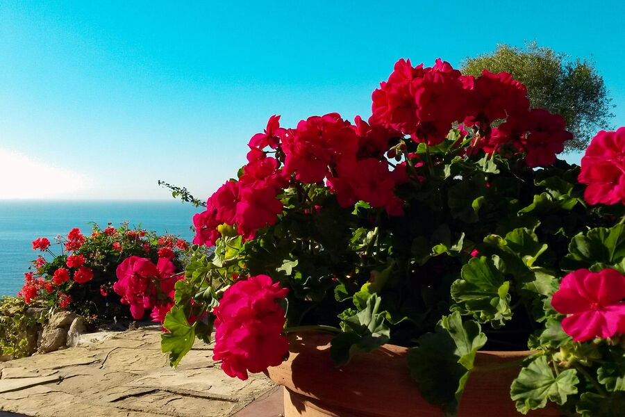 Villa Delfino - No. S242