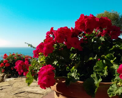 Villa Delfino - No. S242